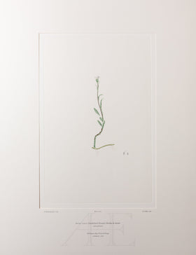 Banks Florilegium, Part 33, Plate 702