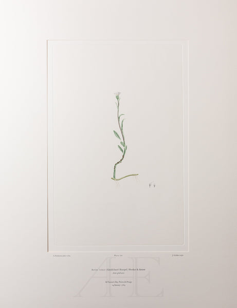 Banks Florilegium, Part 33, Plate 702