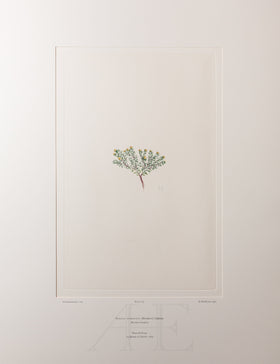 Banks Florilegium, Part 33, Plate 703