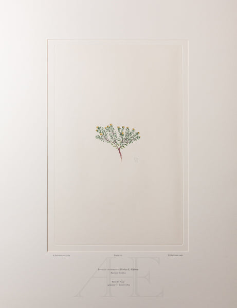 Banks Florilegium, Part 33, Plate 703