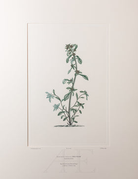 Banks Florilegium, Part 33, Plate 704