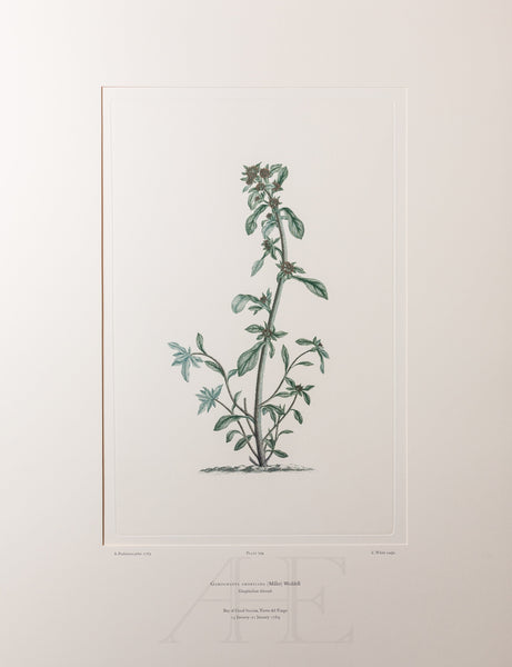 Banks Florilegium, Part 33, Plate 704