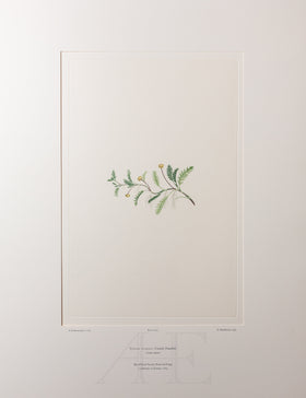 Banks Florilegium, Part 33, Plate 705