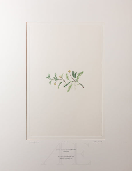 Banks Florilegium, Part 33, Plate 705