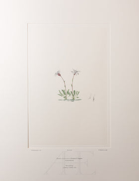 Banks Florilegium, Part 33, Plate 706