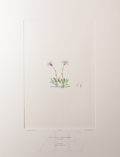 Banks Florilegium, Part 33, Plate 706