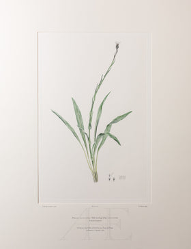 Banks Florilegium, Part 33, Plate 707