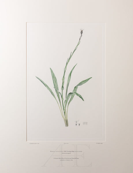 Banks Florilegium, Part 33, Plate 707