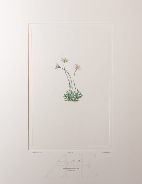 Banks Florilegium, Part 33, Plate 708