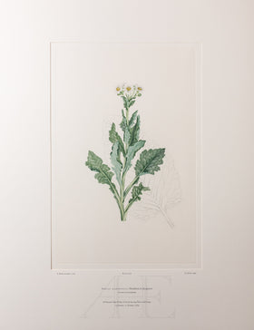 Banks Florilegium, Part 33, Plate 709