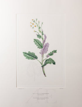 Banks Florilegium, Part 33, Plate 710