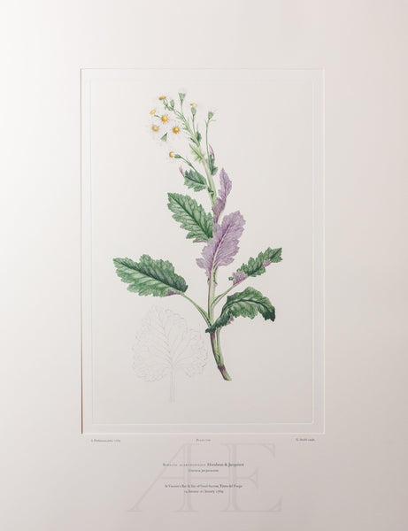 Banks Florilegium, Part 33, Plate 710