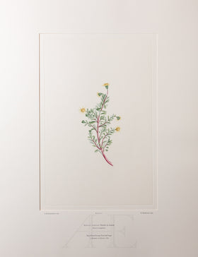 Banks Florilegium, Part 33, Plate 711