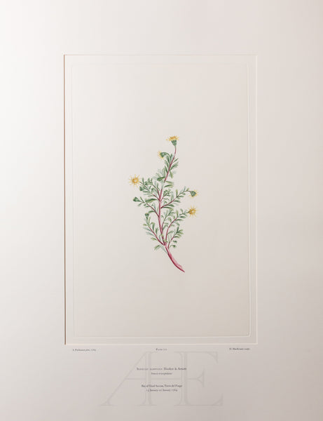 Banks Florilegium, Part 33, Plate 711