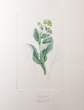Banks Florilegium, Part 33, Plate 712