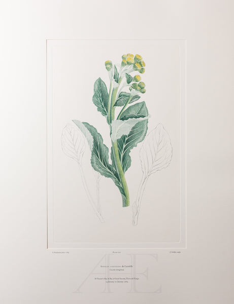 Banks Florilegium, Part 33, Plate 712