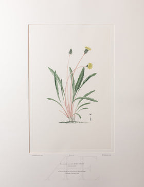 Banks Florilegium, Part 33, Plate 713
