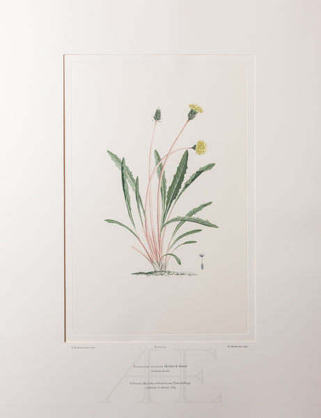 Banks Florilegium, Part 33, Plate 713