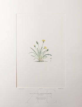 Banks Florilegium, Part 33, Plate 714