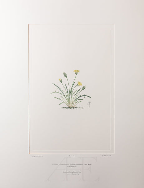 Banks Florilegium, Part 33, Plate 714