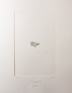 Banks Florilegium, Part 33, Plate 715