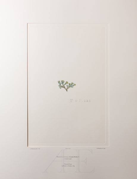 Banks Florilegium, Part 33, Plate 715