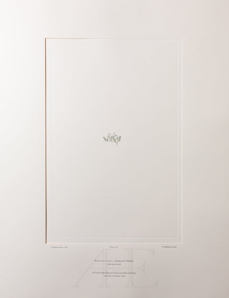 Banks Florilegium, Part 33, Plate 716