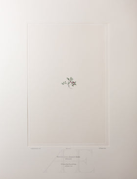 Banks Florilegium, Part 34, Plate 717