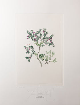 Banks Florilegium, Part 34, Plate 718