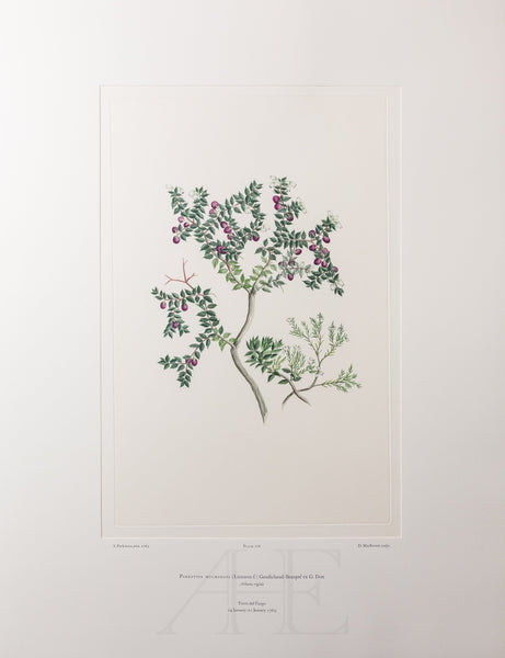 Banks Florilegium, Part 34, Plate 718