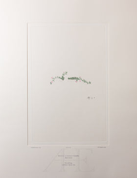 Banks Florilegium, Part 34, Plate 719