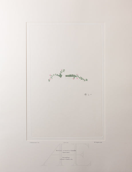 Banks Florilegium, Part 34, Plate 719