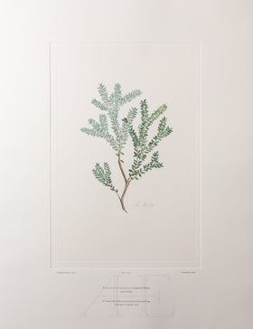 Banks Florilegium, Part 34, Plate 720