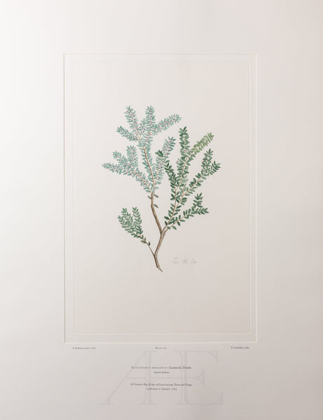 Banks Florilegium, Part 34, Plate 720