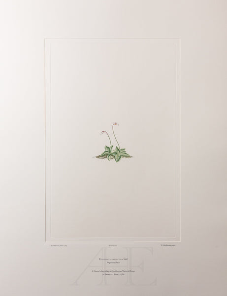 Banks Florilegium, Part 34, Plate 721