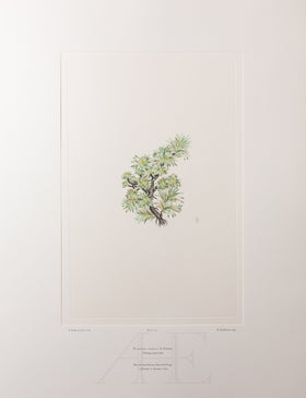 Banks Florilegium, Part 34, Plate 722