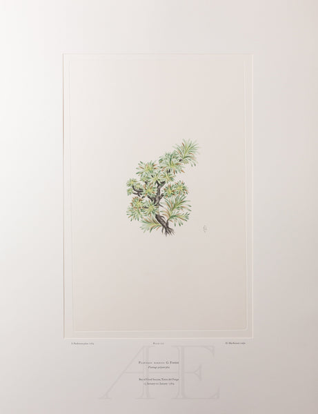 Banks Florilegium, Part 34, Plate 722