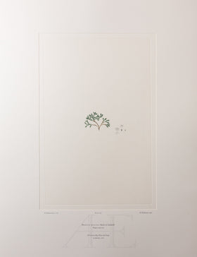 Banks Florilegium, Part 34, Plate 723