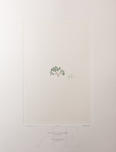 Banks Florilegium, Part 34, Plate 723