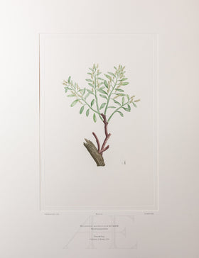 Banks Florilegium, Part 34, Plate 724