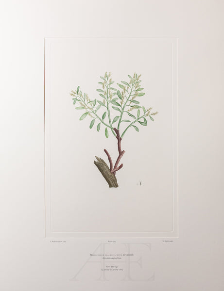 Banks Florilegium, Part 34, Plate 724