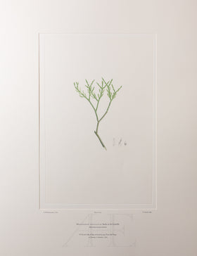 Banks Florilegium, Part 34, Plate 725