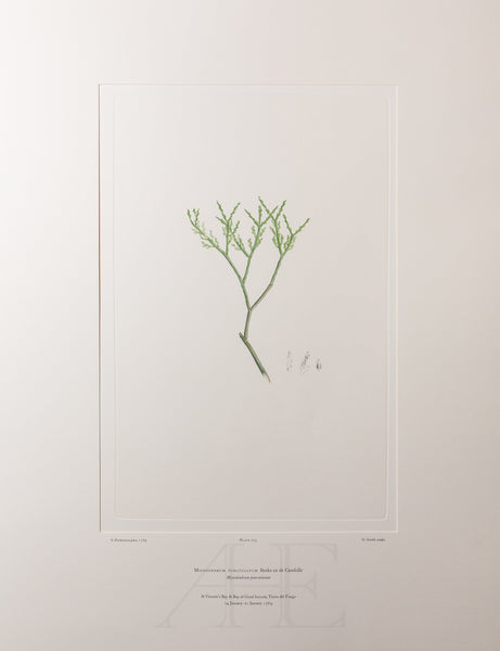 Banks Florilegium, Part 34, Plate 725