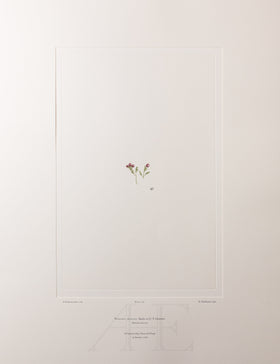 Banks Florilegium, Part 34, Plate 726