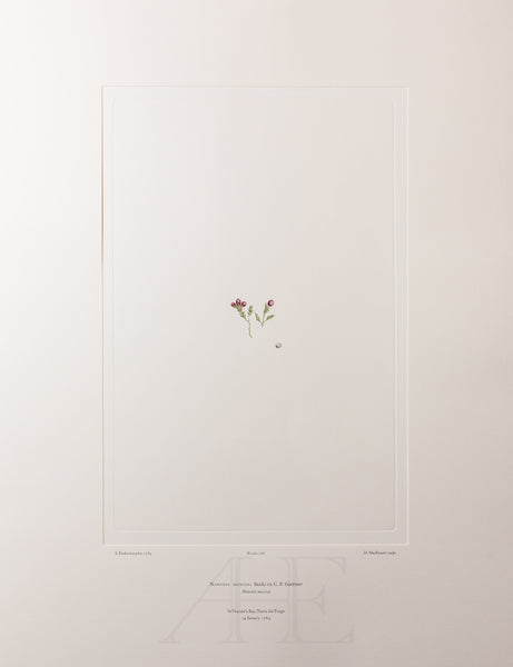 Banks Florilegium, Part 34, Plate 726