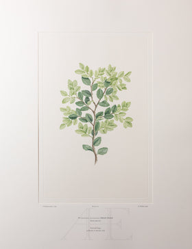 Banks Florilegium, Part 34, Plate 727