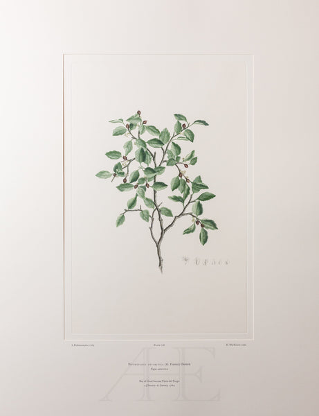 Banks Florilegium, Part 34, Plate 728