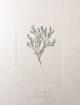 Banks Florilegium, Part 34, Plate 729