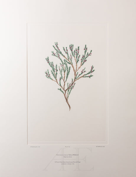 Banks Florilegium, Part 34, Plate 729