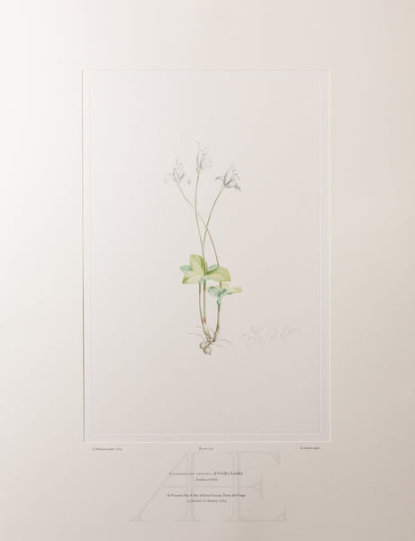 Banks Florilegium, Part 34, Plate 730